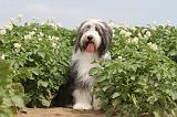 BEARDED COLLIE 025